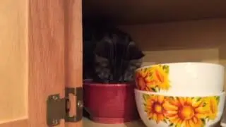 Dishes with Bear and OWLY