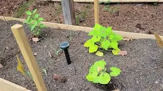 Pt 3: Did the Ultrasonic Solar Pest Repellers Work? 🐁👀 #MyGarden