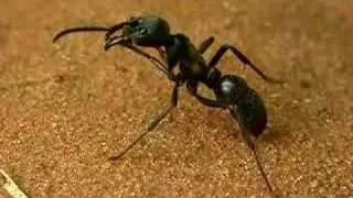 Dinoponera australis, grooming