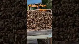 How to make money from your honey bees #honeybee #honey #farmlife