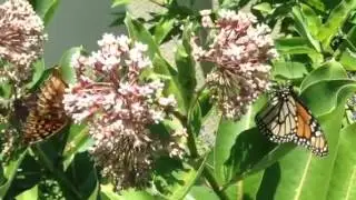 Wild butterflies in the wild (Monarch) (bumblebee audio )