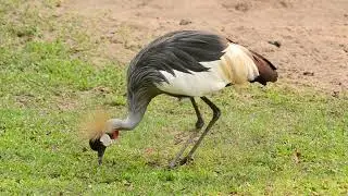 Grey Crowned Crane Eating