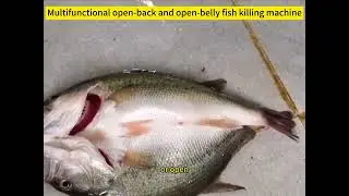 Multifunctional open-back and open-belly fish killing machine #fish #fishcutting_skills  #machine