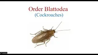 Order Blattodea