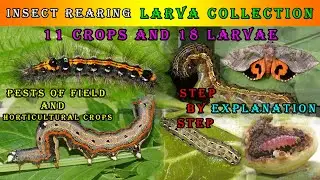 Insect rearing | Larvae collection | Field and Horticultural crops | Easy available 18 larvae