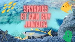 Sharkies St Ann Bay Jamaica ||BoujeeBecky