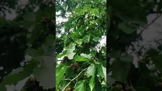 Fresh Sahtooth Mulberry of Gilgit Baltistan #shorts #youtubeshorts #youtube #mrbaltistani #explore