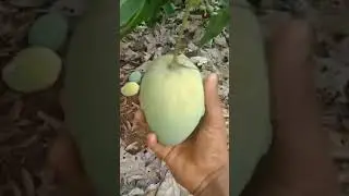 Banginapalli Mango Harvesting using Net Fruit Picker, NaiduGari Nandanavanam, June 11, 2024