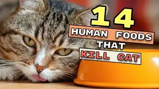 14 Dangerous Human Foods for Cats &mdash; Symptoms, Safe Swaps & What To Do