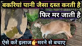 बकरियां पानी जैसा दस्त करती हैं फिर मर जाती हैं👉क्या इलाज करें||मरने से कैसे बचाएं Goat Diarrhea 