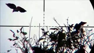 Air Rifle LONG RANGE Hunting Doves & Pigeon Hunting Video 2018  5  By The Pakistani Hunter