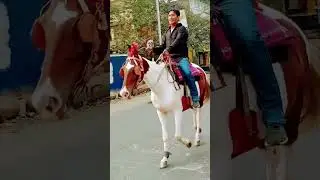horse on public road in kolkata🏇🏇🏇#shorts #horse