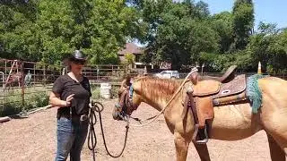 Training a horse to move laterally - The side pass on the ground and in the saddle