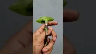 Chain Plant Cutting #viralvideo #youtubeshorts #trending #plants #shorts