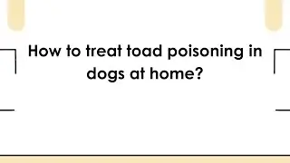 How to treat toad poisoning in dogs at home?