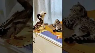 animals funny video #YouTubeShorts, #Trending, and niche-specific tags like