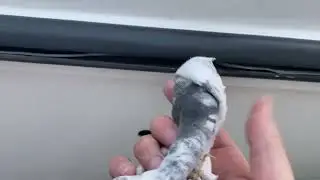 How to clean a black rub rail from your boat Boston Whaler #boatrestoration #boatdetail #boatclean