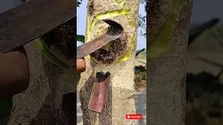 tree craft ideas #shorts #short #viral #tree #satisfying #juice #gum #summerfashion #reels #trending