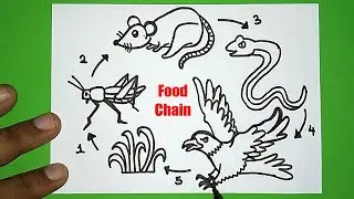 How to draw food chain diagram | Food chain drawing easy