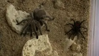Chilean farm bets on tarantulas as pets