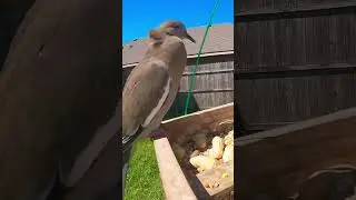 Dove crop stuffed with peanuts pt. 2 #birds #birdwatching #asmr #funny #birdseating #nature #texas