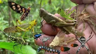 Find molting grasshoppers and catch many unique insects‼️