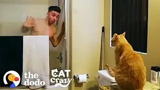 Every Cat Parent&hellip; | The Dodo Cat Crazy