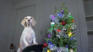 How to Decorate Christmas Tree by DOG: Funny Dog Maymo