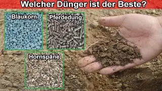Hornsp&auml;ne, Blaukorn, Natur D&uuml;nger anwenden - Womit soll ich d&uuml;ngen &ndash; D&uuml;nger Vergleich & Unterschied