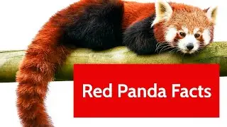 Red Panda Facts: All you need to know about Red Pandas.