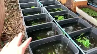 Update sa ating maliit na MINI FISH FARM + andaming dapat gawin..