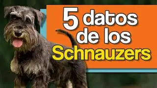 El Schnauzer – 5 Datos que Debes Saber Antes de Tener Uno
