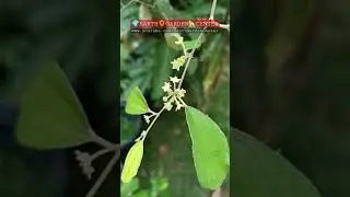 Jujube Fruit | Elantha pazham #earthgardencenter #fruit #plant