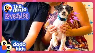 Dog Named Panda Needs A BIG Haircut! | Dodo Kids | Loveables