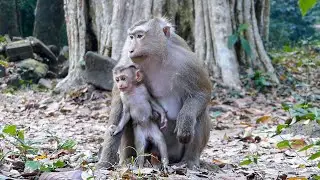 Slow nature, quietly | Wildlife |Rina the baby monkey loves to eat her mom Rose fruits