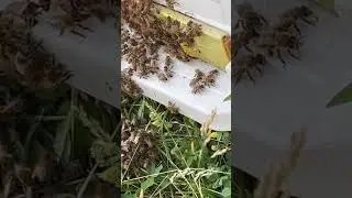 Apimaye Hives #apimayehives #detroit #bee #honeybees