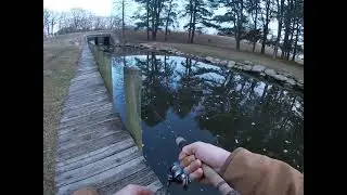 bluegill fishing with powerbait