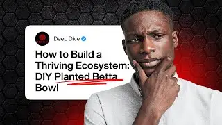 How To Build A DIY Planted Betta Bowl | Build a Thriving Low-Tech Betta Ecosystem!!