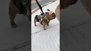 This joy came with no warning 🐶🐾 Esta alegr&iacute;a lleg&oacute; sin aviso