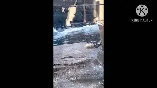 The polar bear 🐻&zwj;❄️ at the stl zoo swimming#stlouiszoo 