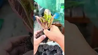 Let&rsquo;s have a look at some Lettuce Roots #garden #lettuce #roots