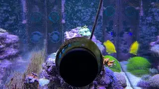 Explained: My Approach To Mixed Reef Tank Flow