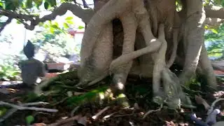 Ramas interiores mueren por falta de sol