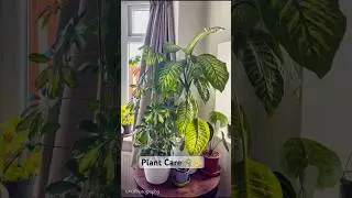 House plant care 🪴✌️#wellbeing  #houseplants #Hoya #Dieffenbachia #monstera #varigatedplants