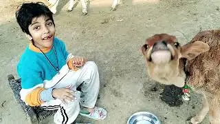 Hamari pyari Gau Mata 🙏🏻🙏🏻