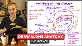The Stomach & Its Blood Supply | Draw Along Anatomy