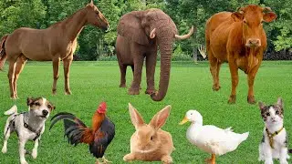 Farm Animals Compilation: Duck, Pig, Horse, Cow, Chicken, Sheep, Rabbit-Animal Sounds