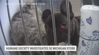 Michigan pet stores revealed to be selling sick puppies, sourcing from puppy mills