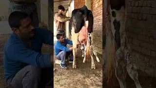 PLEASE SUBSCRIBE ME🔥✅#cow #farming #trending #shortvideo #youtubevideo #explore