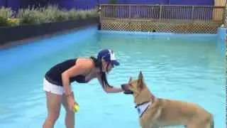 Jaime and the City - K9 Adventures